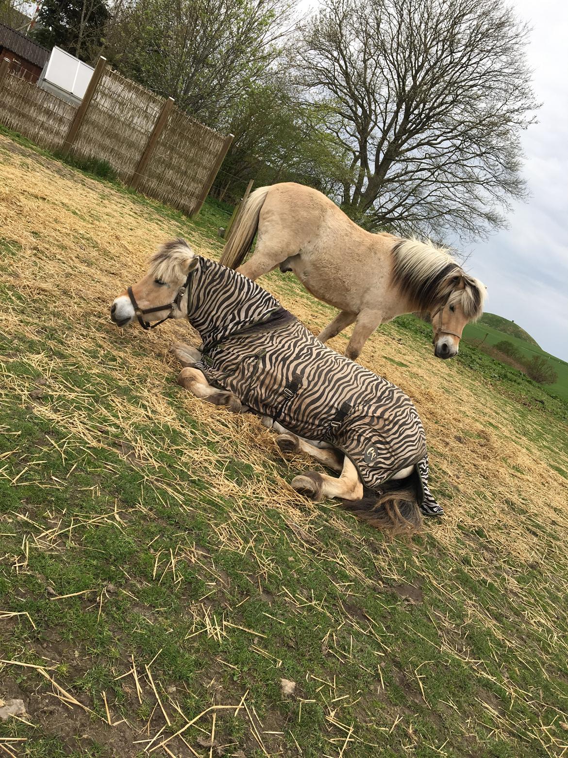 Fjordhest Sasja billede 18