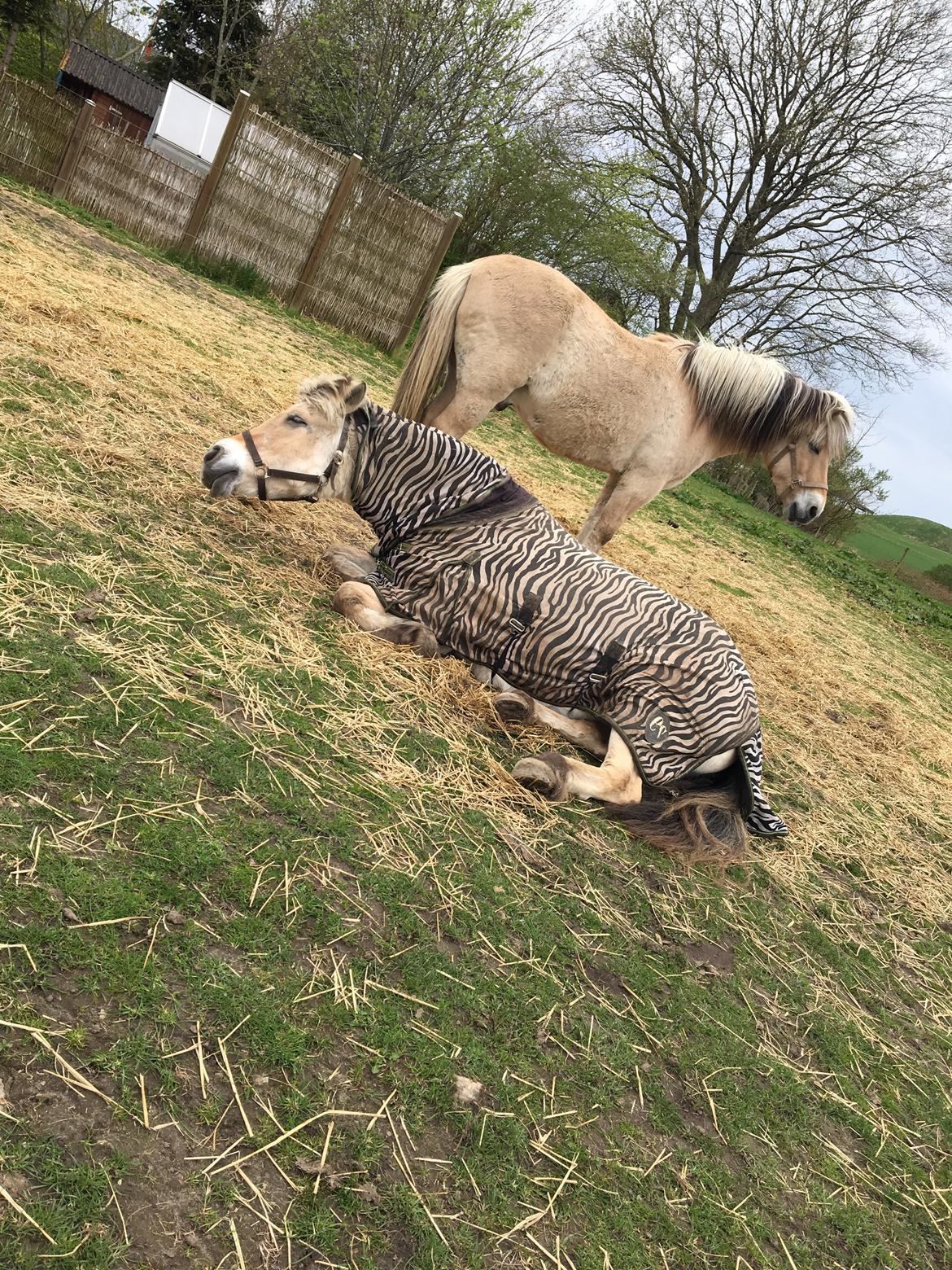Fjordhest Sasja billede 17