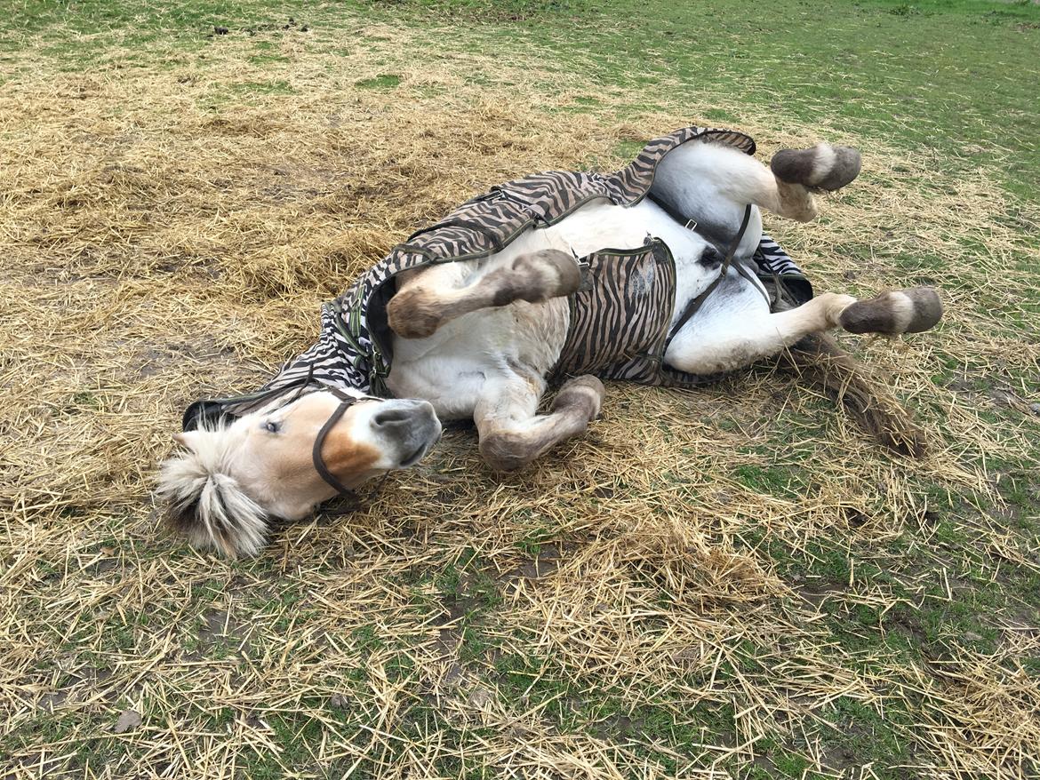 Fjordhest Sasja billede 20
