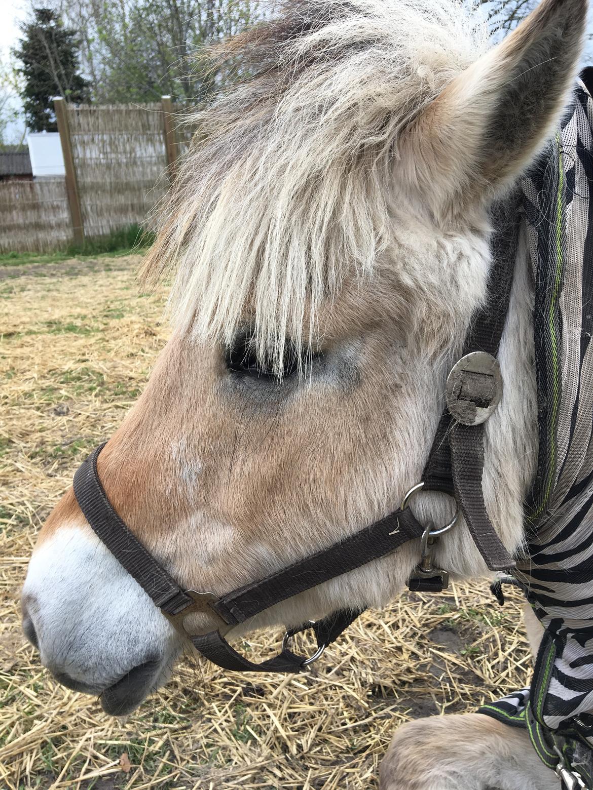Fjordhest Sasja billede 19