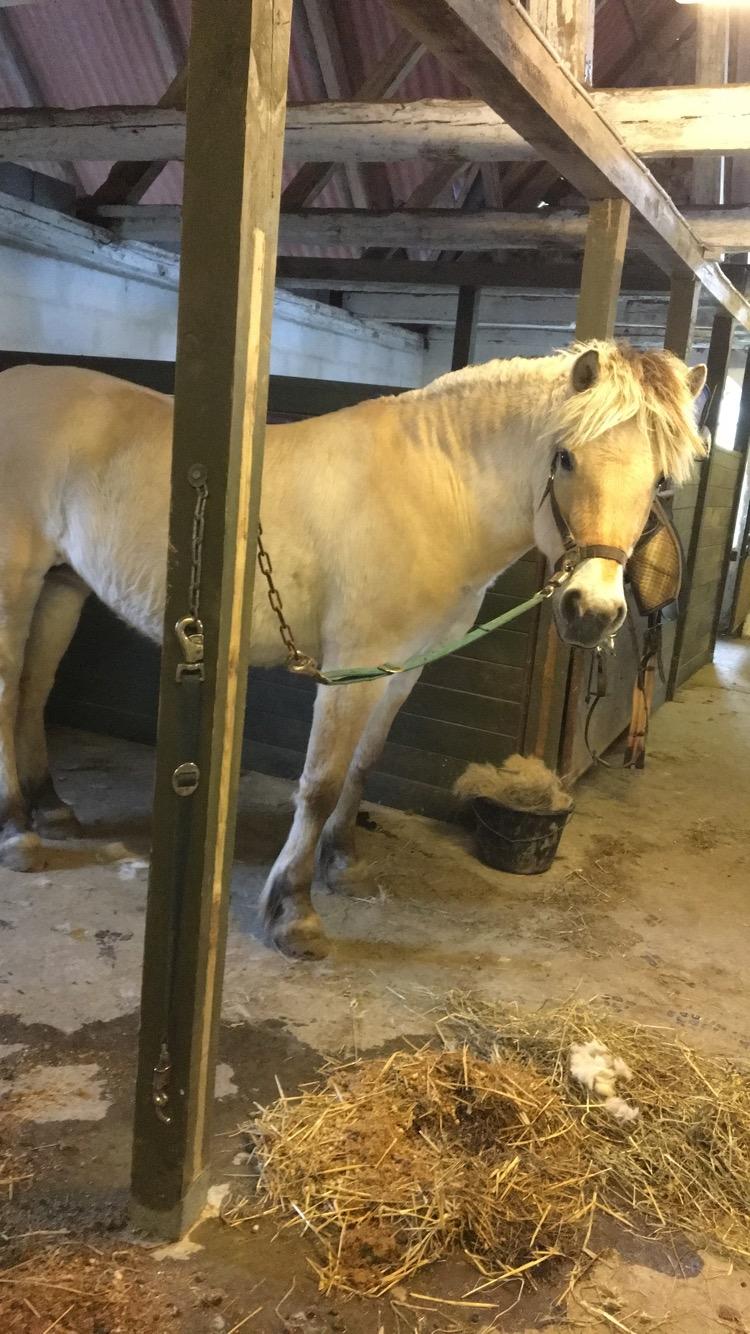 Fjordhest Sasja billede 21