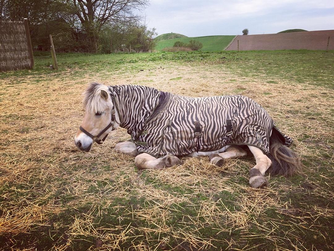 Fjordhest Sasja billede 22