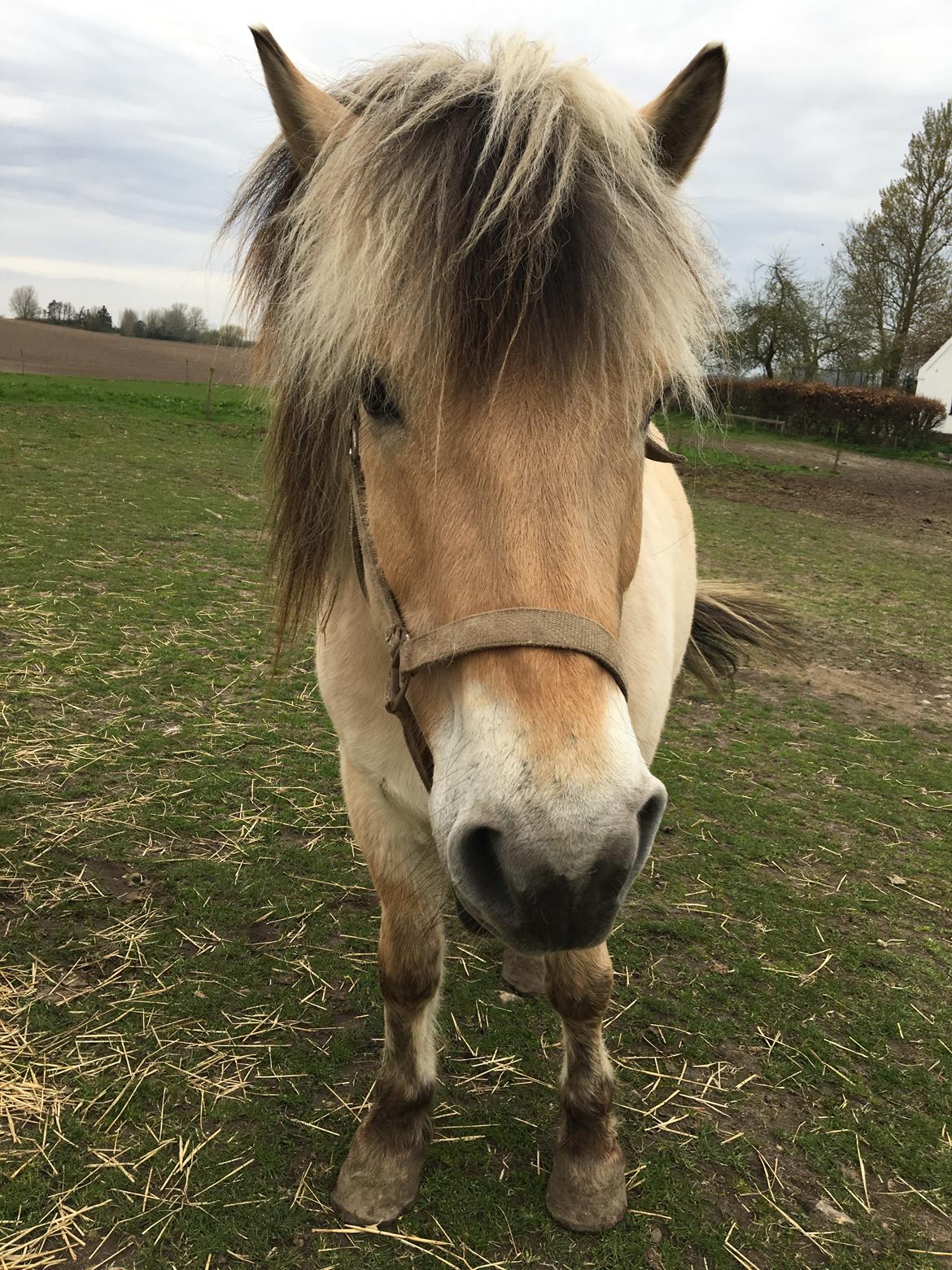 Fjordhest Thor billede 10