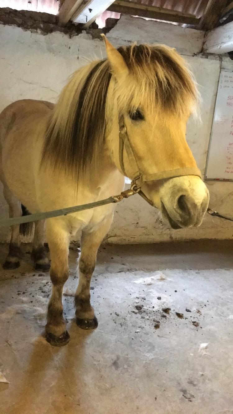 Fjordhest Thor billede 11
