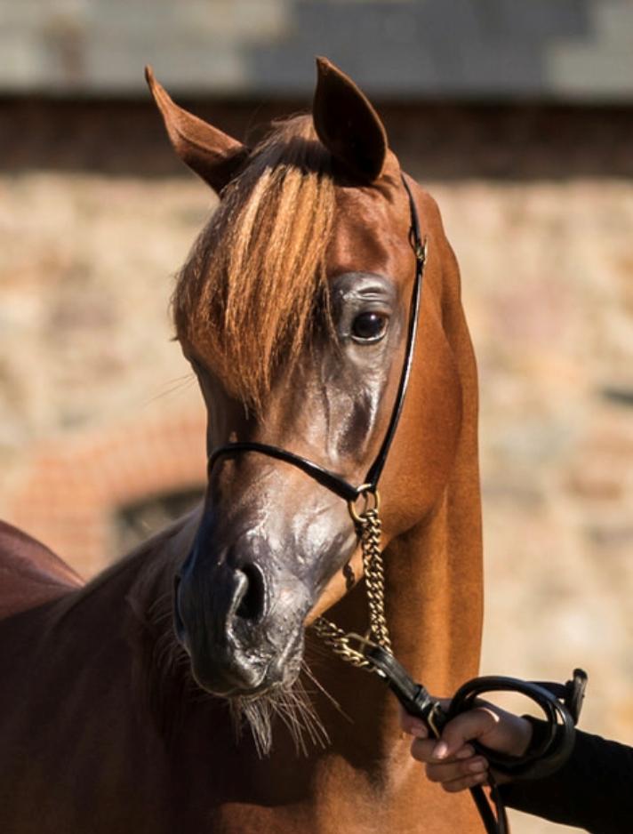 Arabisk fuldblod (OX) Norx NWA ox billede 5