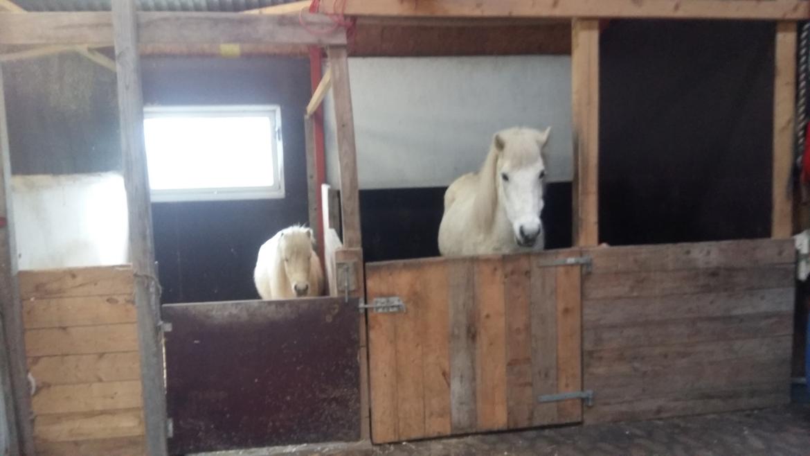 Islænder Sunna fra Tobro Å (Himmelhest) billede 4