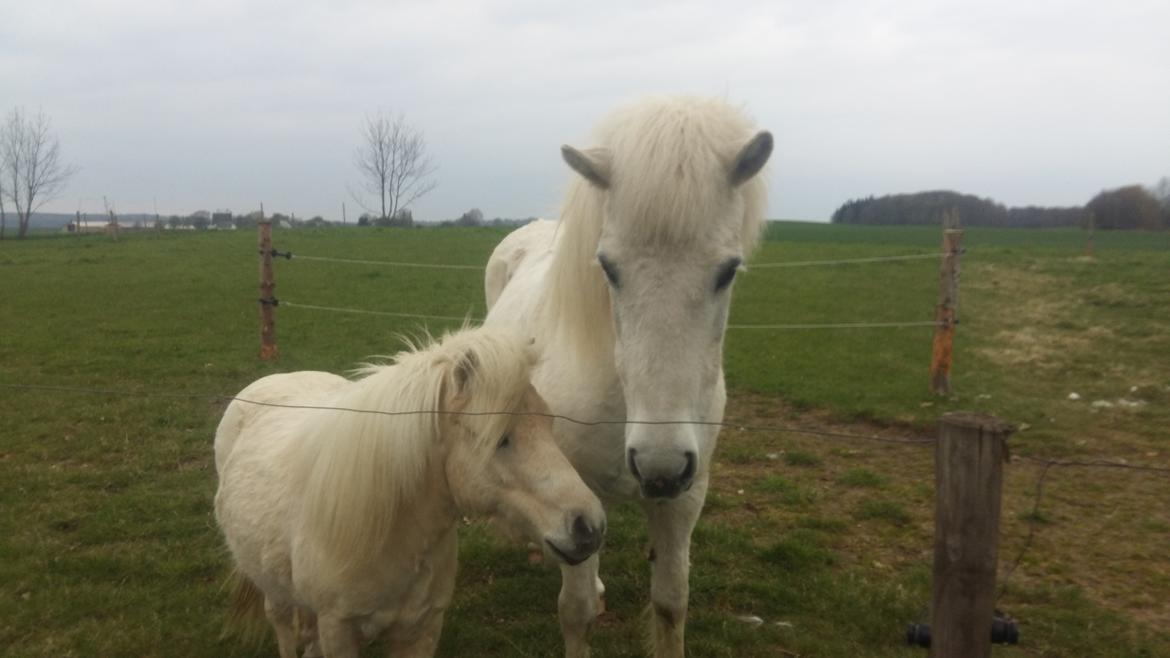 Islænder Sunna fra Tobro Å (Himmelhest) billede 6