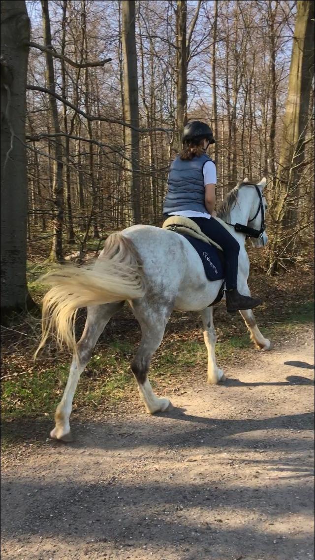 Welsh Partbred (Sec F) Malle billede 9