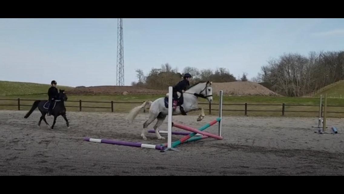 Welsh Partbred (Sec F) Malle billede 13