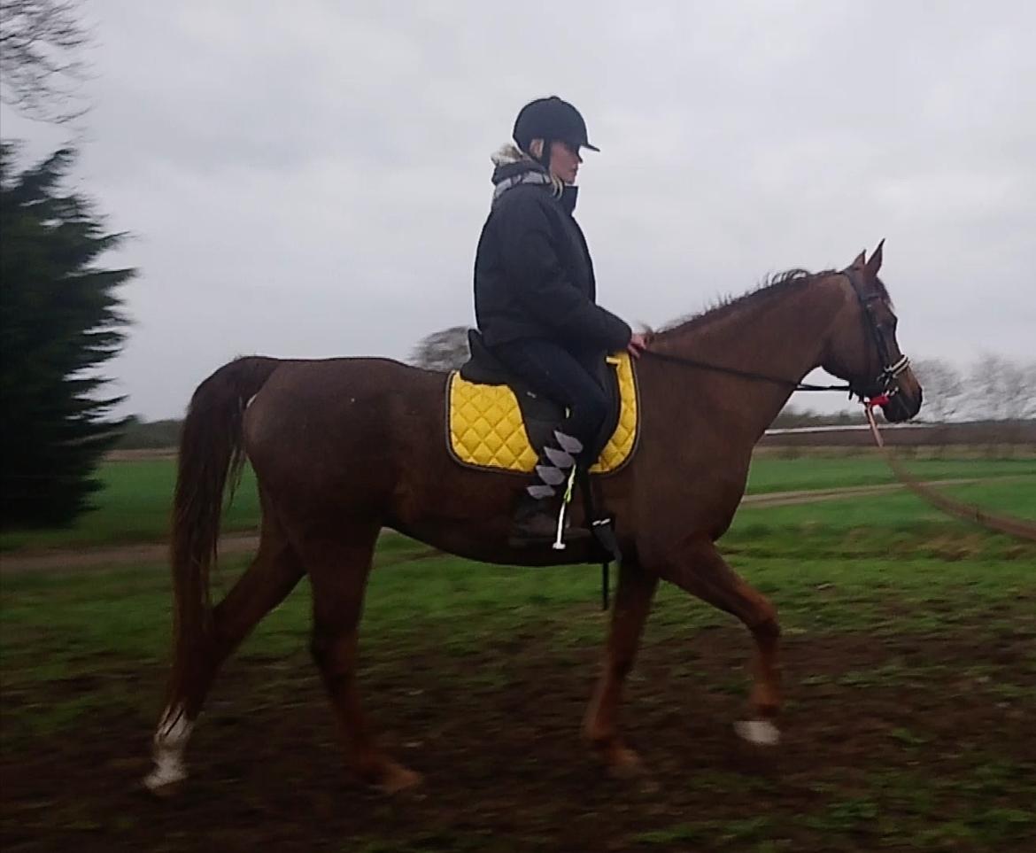 Arabisk fuldblod (OX) Maheba ox 3214 R.I.P 02-04-2019 billede 42