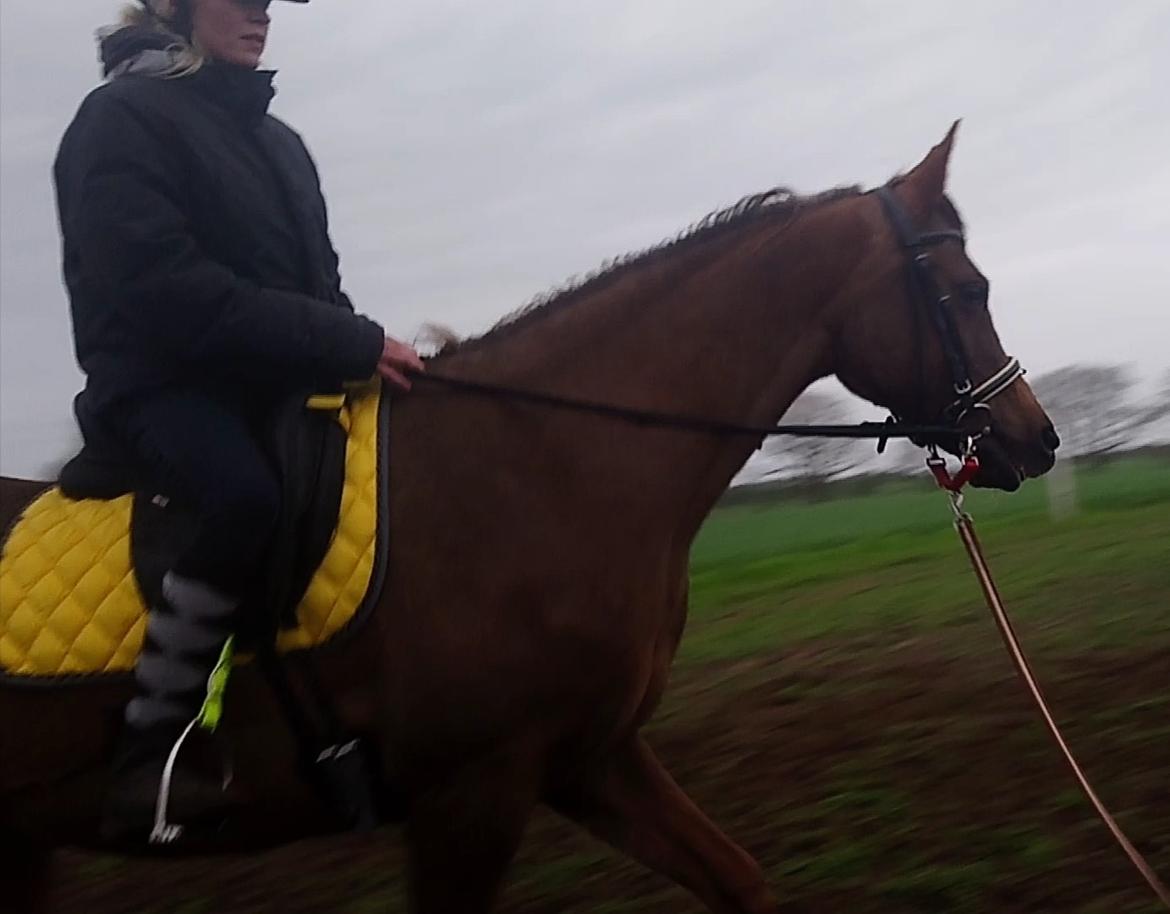 Arabisk fuldblod (OX) Maheba ox 3214 R.I.P 02-04-2019 billede 43