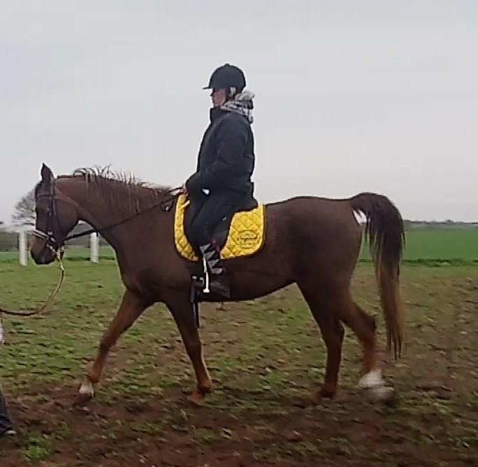 Arabisk fuldblod (OX) Maheba ox 3214 R.I.P 02-04-2019 billede 5