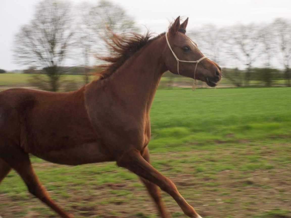 Arabisk fuldblod (OX) Maheba ox 3214 R.I.P 02-04-2019 billede 44