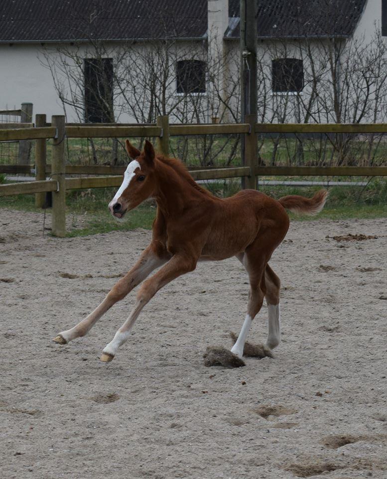 Dansk Varmblod Bazinga 44 billede 13