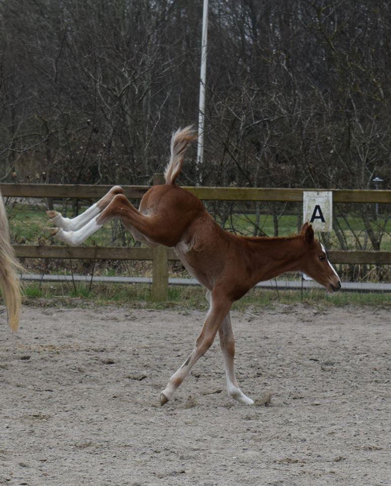 Dansk Varmblod Bazinga 44 billede 4