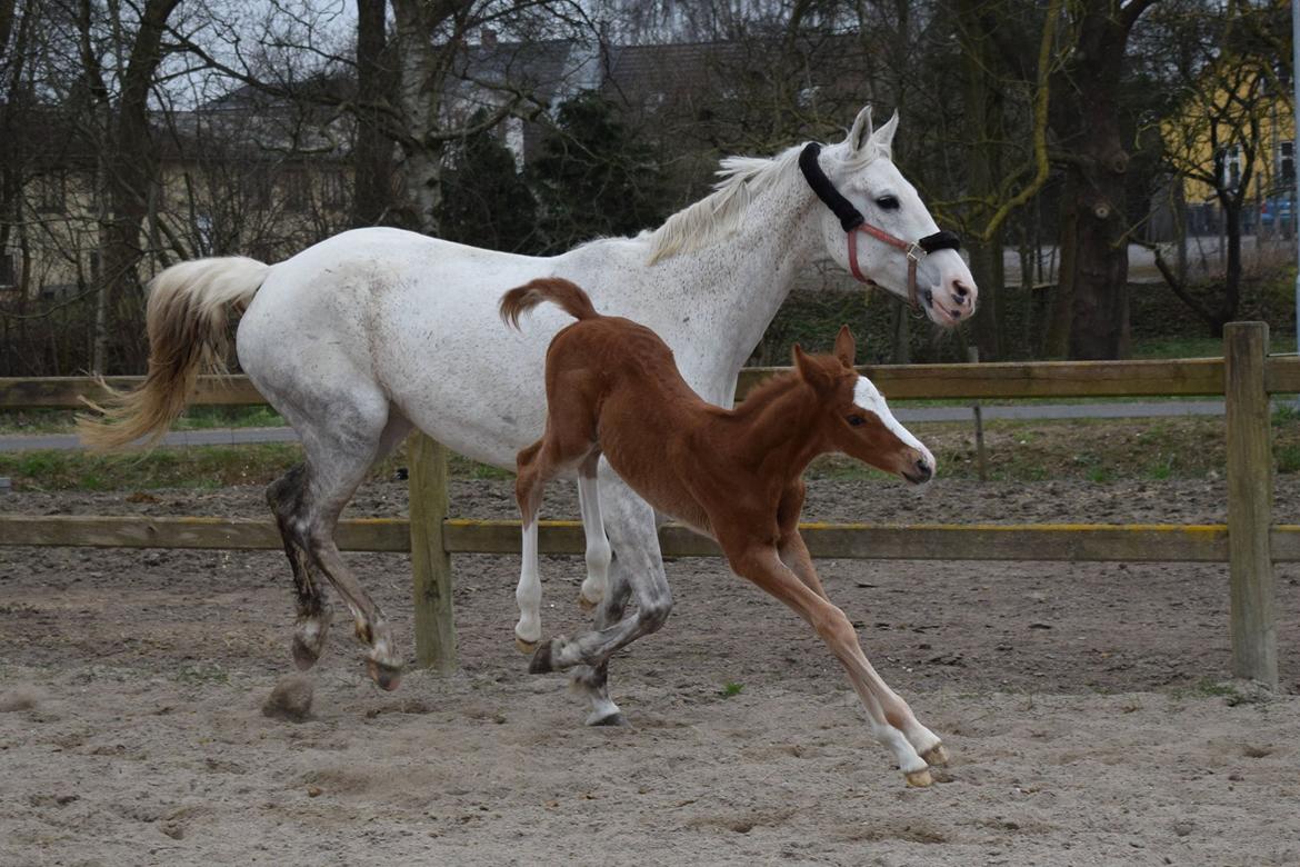 Dansk Varmblod Bazinga 44 billede 6