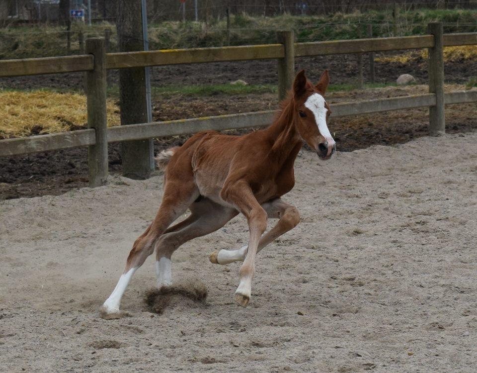 Dansk Varmblod Bazinga 44 billede 2