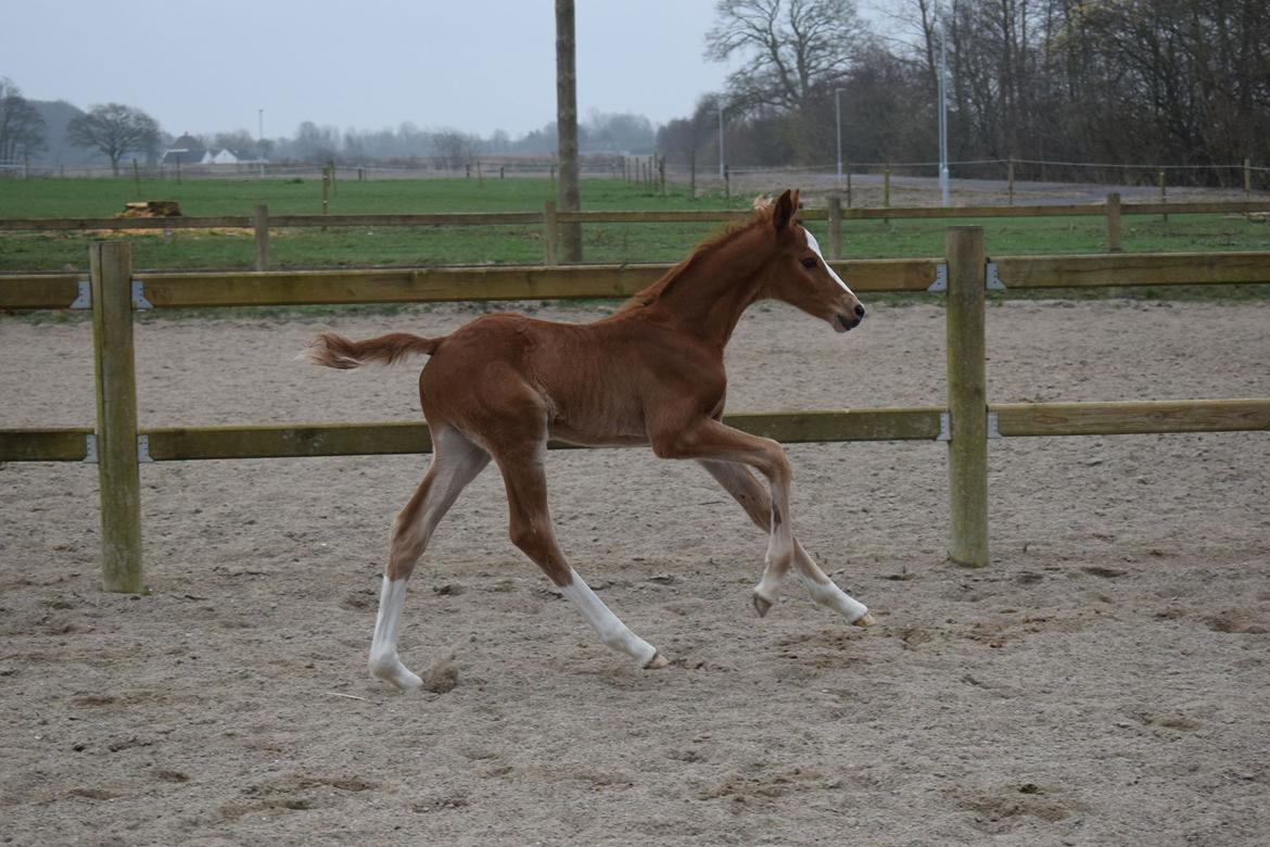 Dansk Varmblod Bazinga 44 billede 8