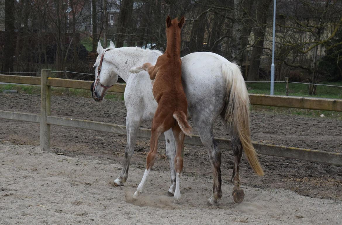 Dansk Varmblod Bazinga 44 billede 9