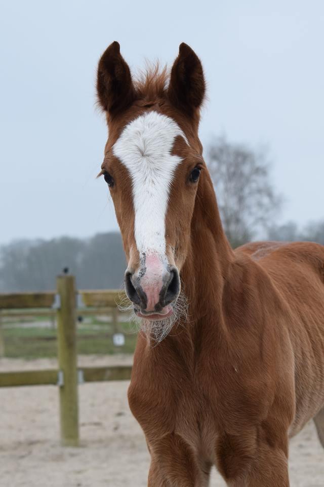 Dansk Varmblod Bazinga 44 billede 1