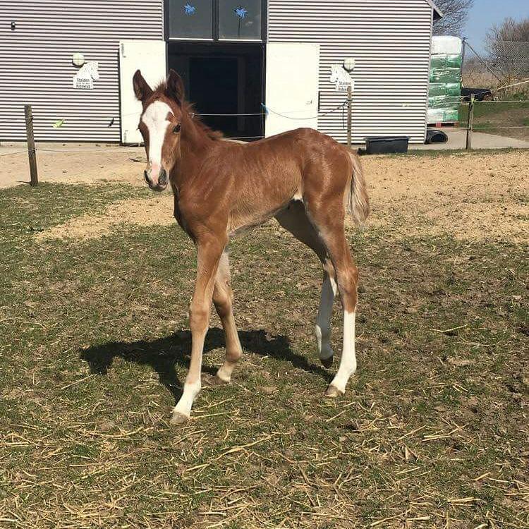 Dansk Varmblod Bazinga 44 billede 3