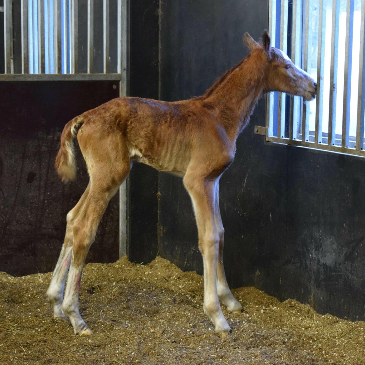 Dansk Varmblod Bazinga 44 billede 10