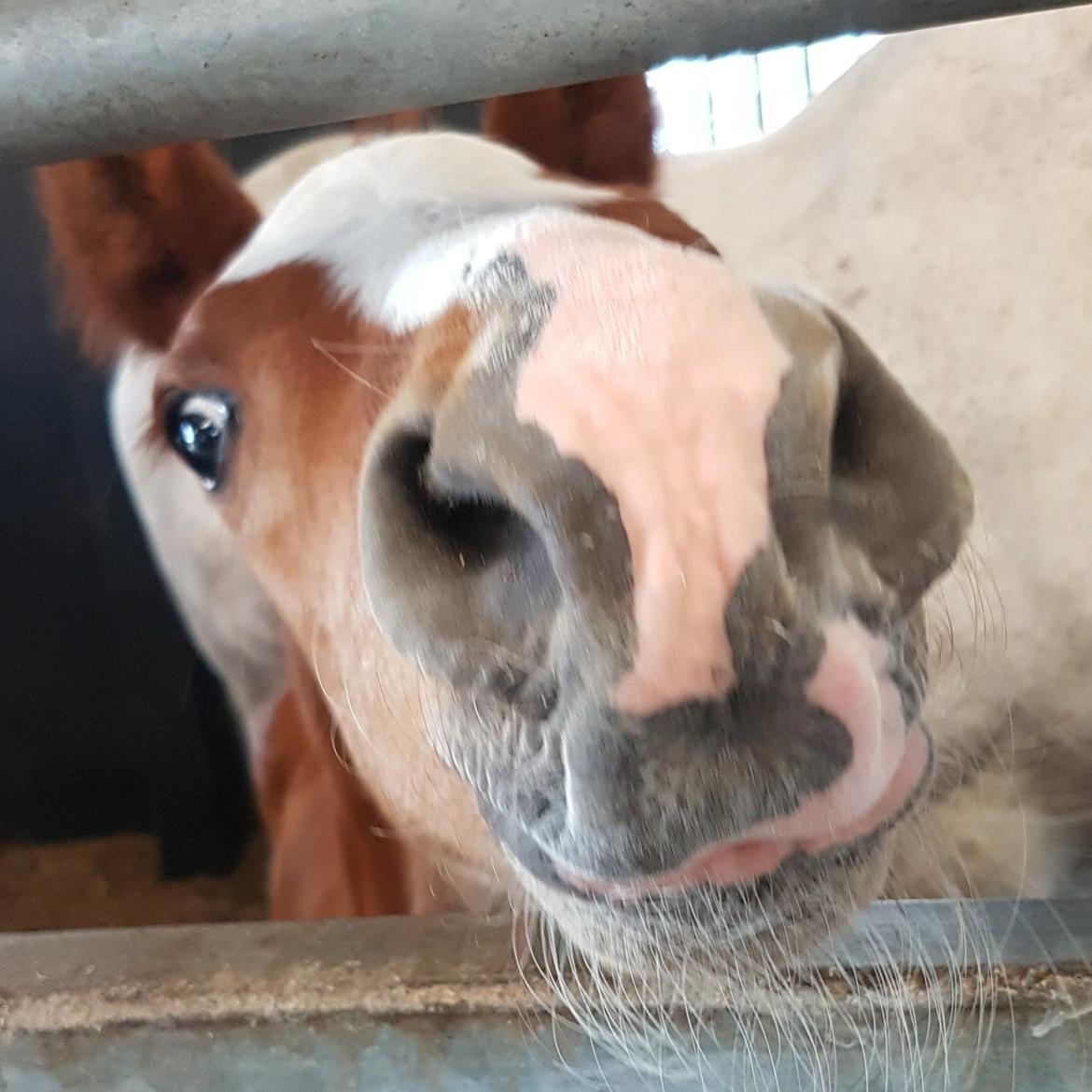 Dansk Varmblod Bazinga 44 billede 12