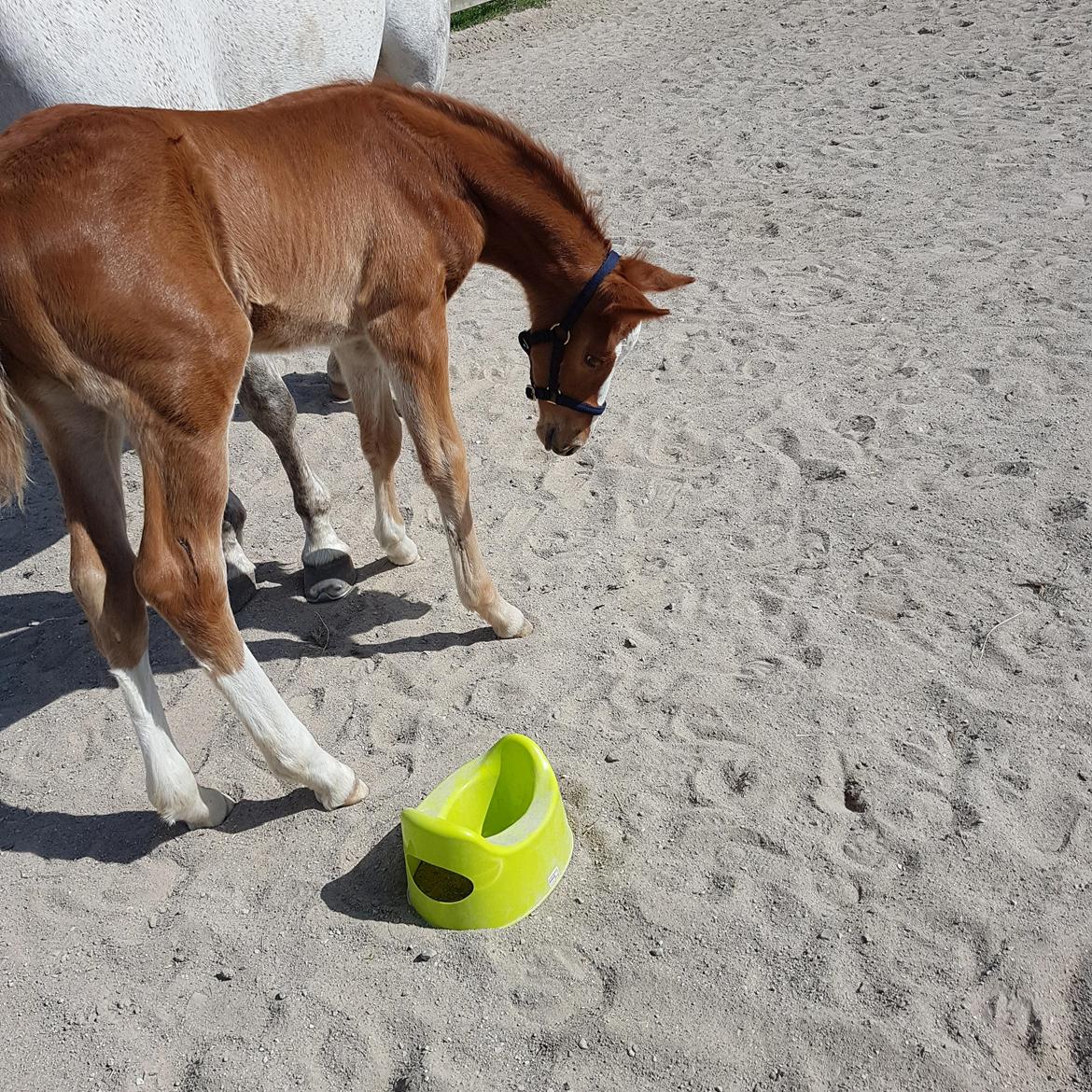 Dansk Varmblod Bazinga 44 billede 14