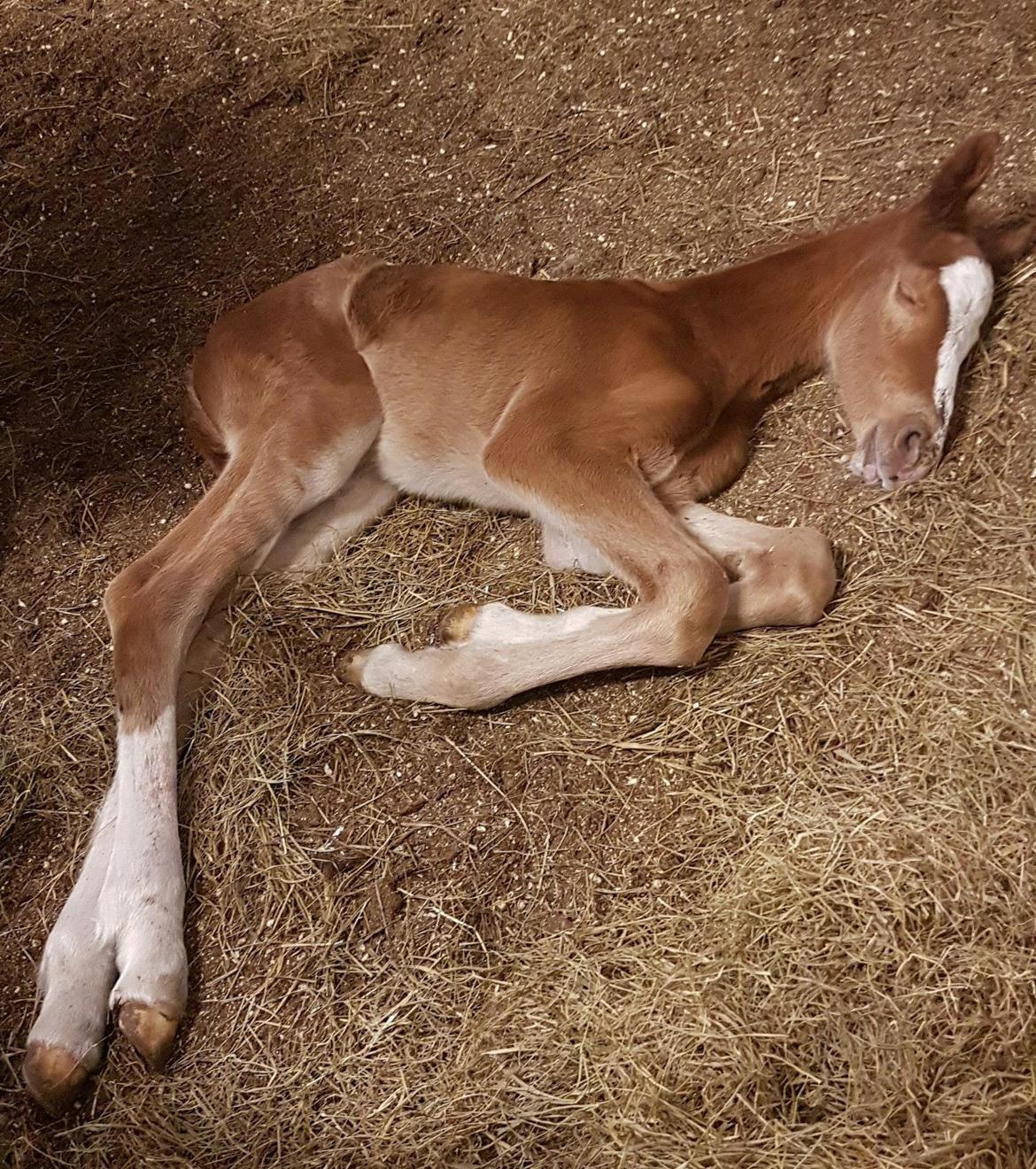 Dansk Varmblod Bazinga 44 billede 15