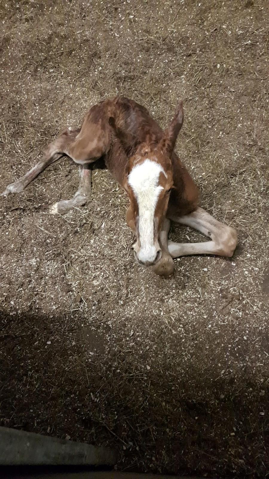 Dansk Varmblod Bazinga 44 billede 11