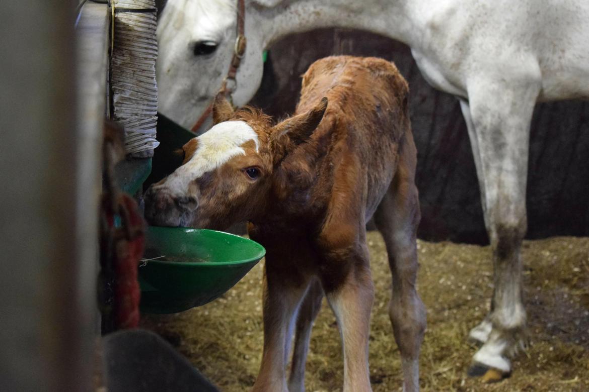 Dansk Varmblod Bazinga 44 billede 16