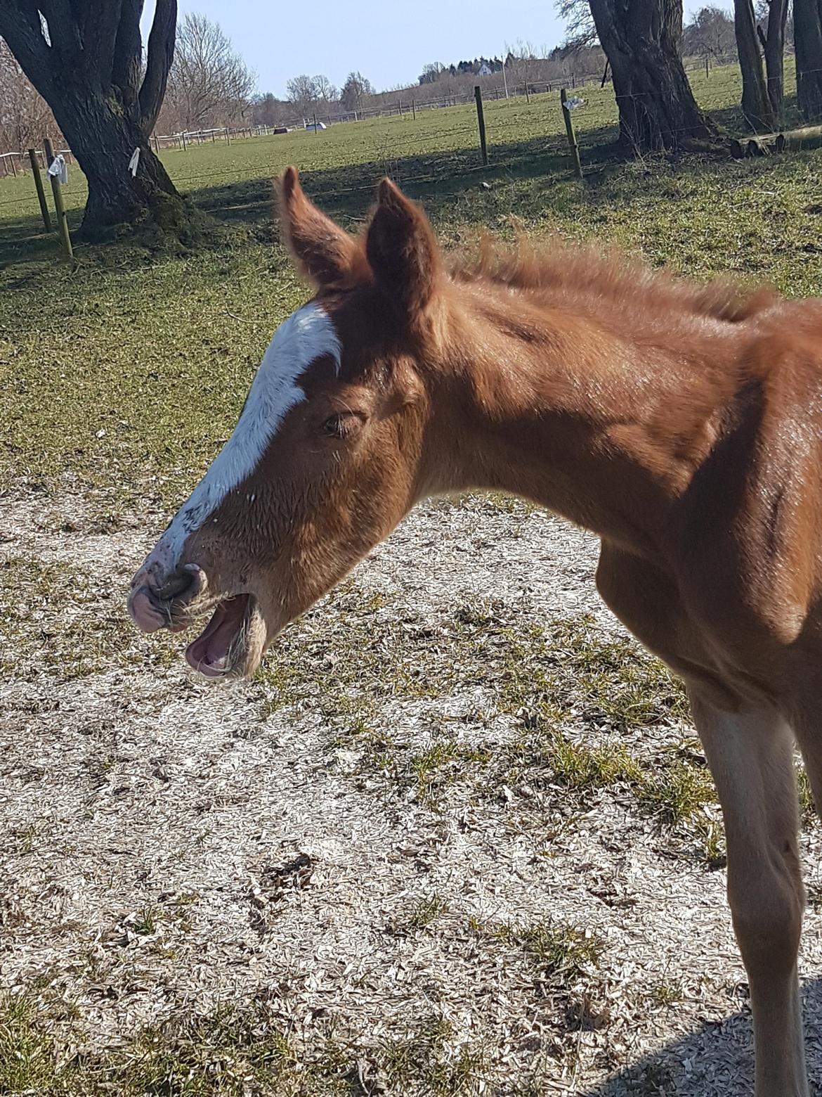 Dansk Varmblod Bazinga 44 billede 5