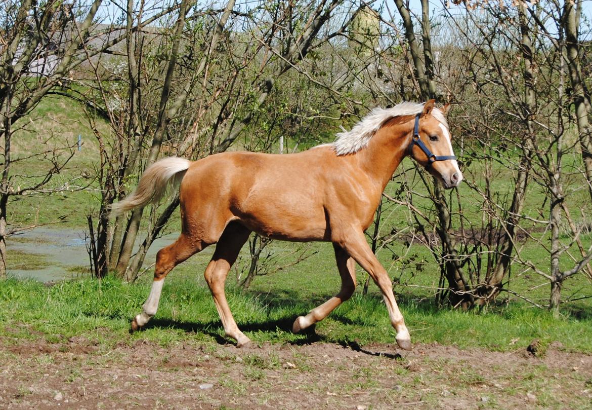 Palomino Silverline Dublét billede 18