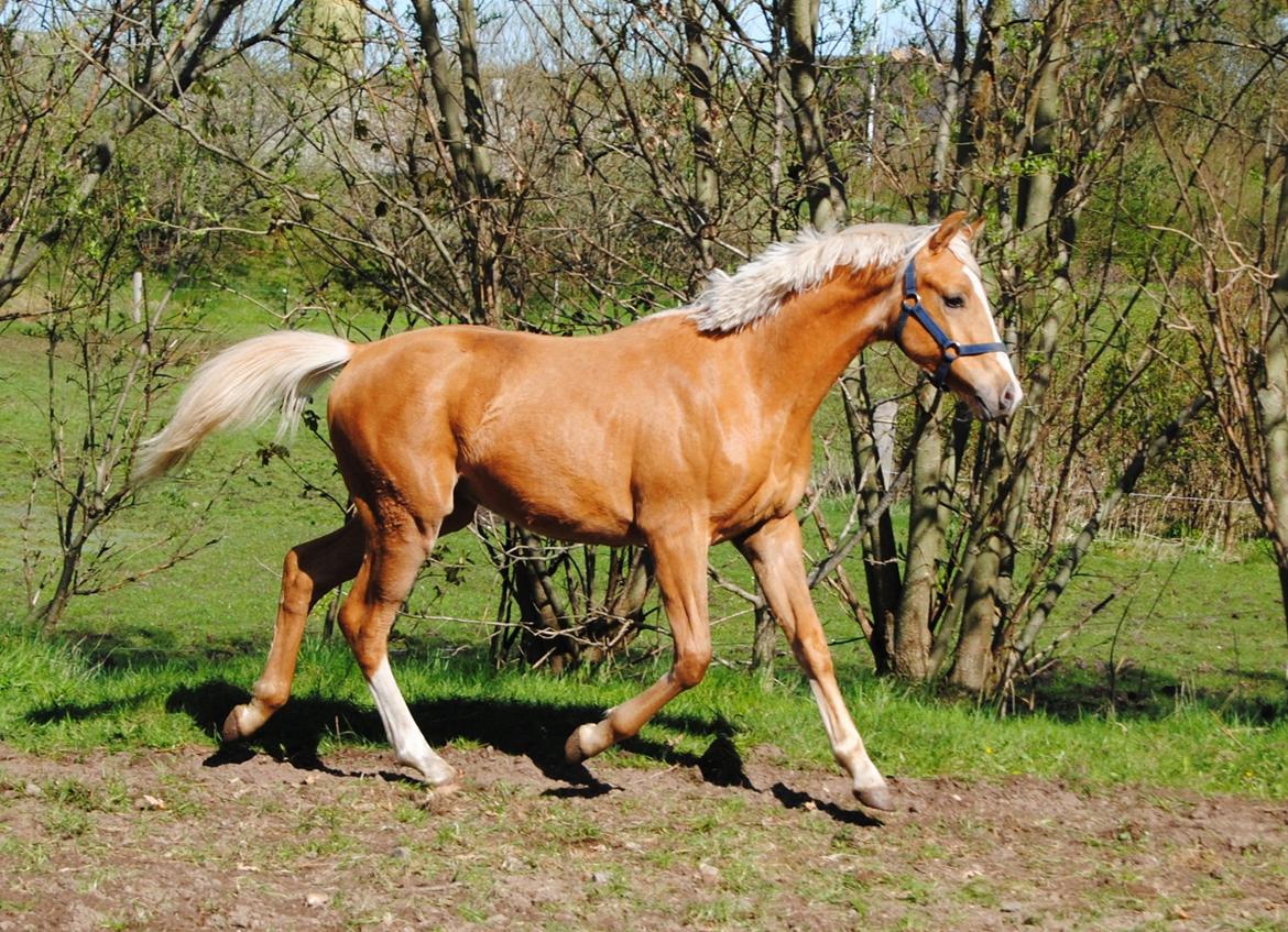 Palomino Silverline Dublét billede 19