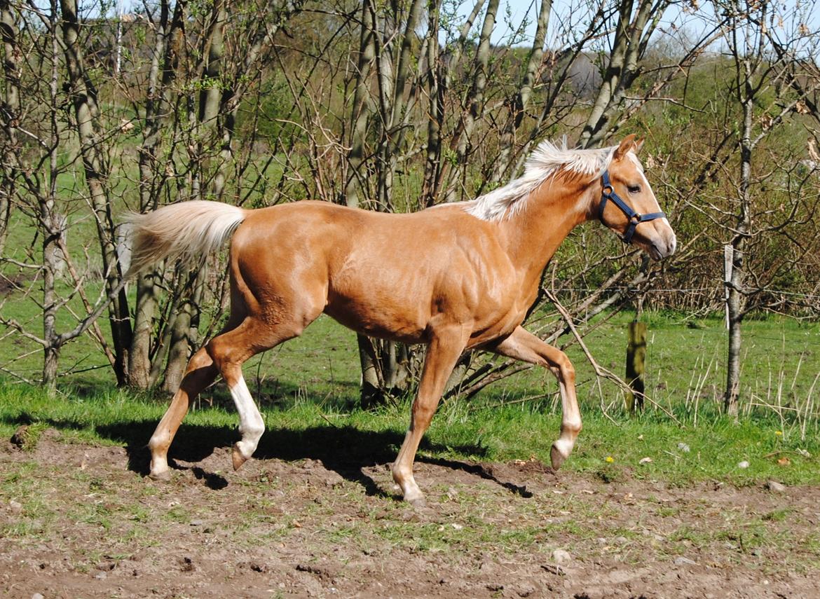 Palomino Silverline Dublét billede 20