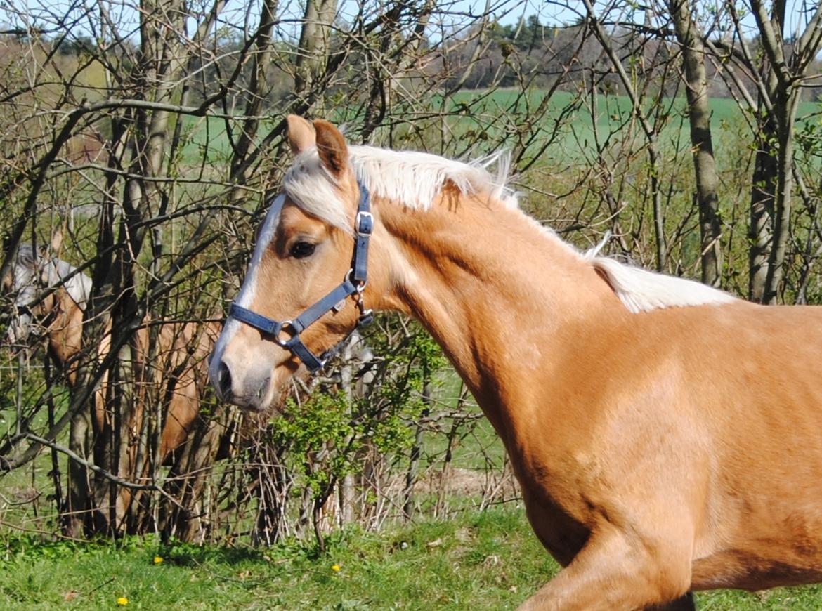 Palomino Silverline Dublét billede 21