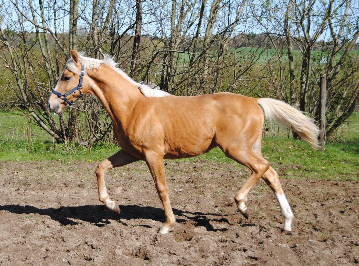 Palomino Silverline Dublét billede 22