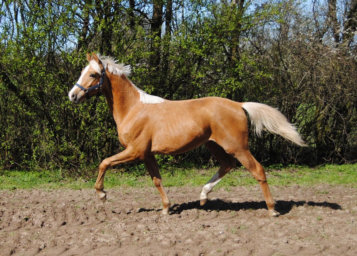 Palomino Silverline Dublét billede 23