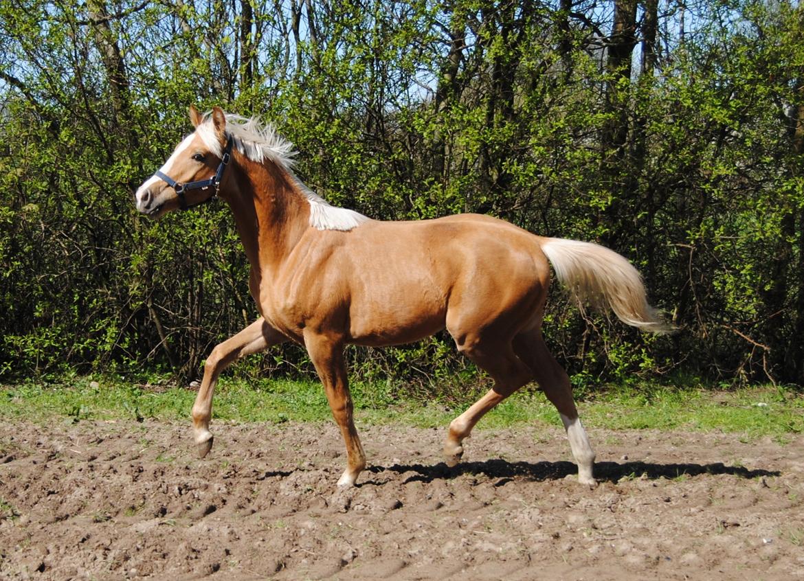 Palomino Silverline Dublét billede 24