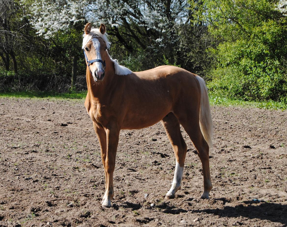 Palomino Silverline Dublét billede 26