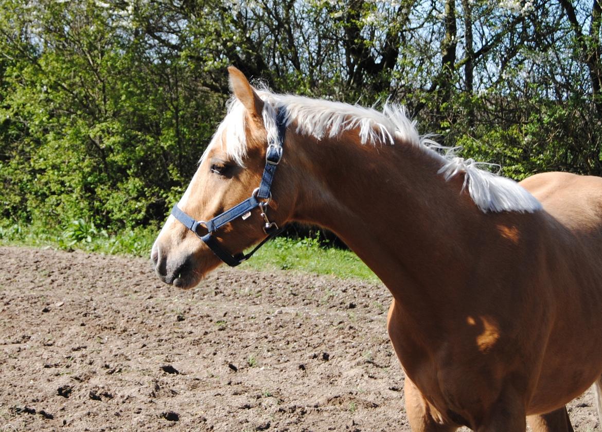 Palomino Silverline Dublét billede 27