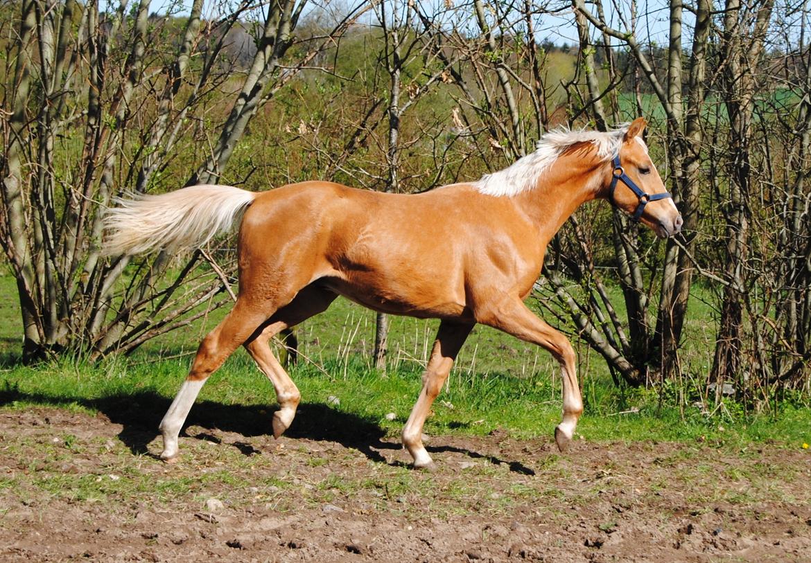 Palomino Silverline Dublét billede 28