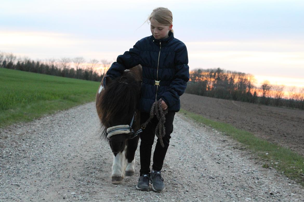 Shetlænder Holger fra Hjortholm billede 18