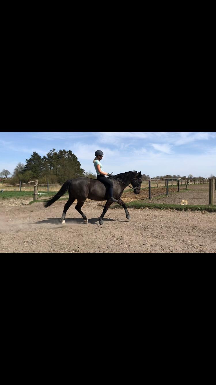 Oldenborg Engtoft's Gordon *RIP* billede 14