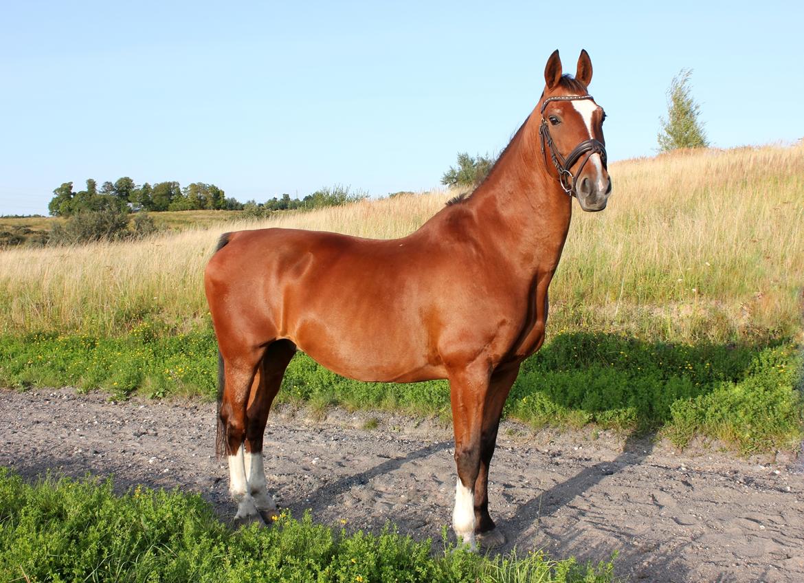 Gelderland Bongo billede 2