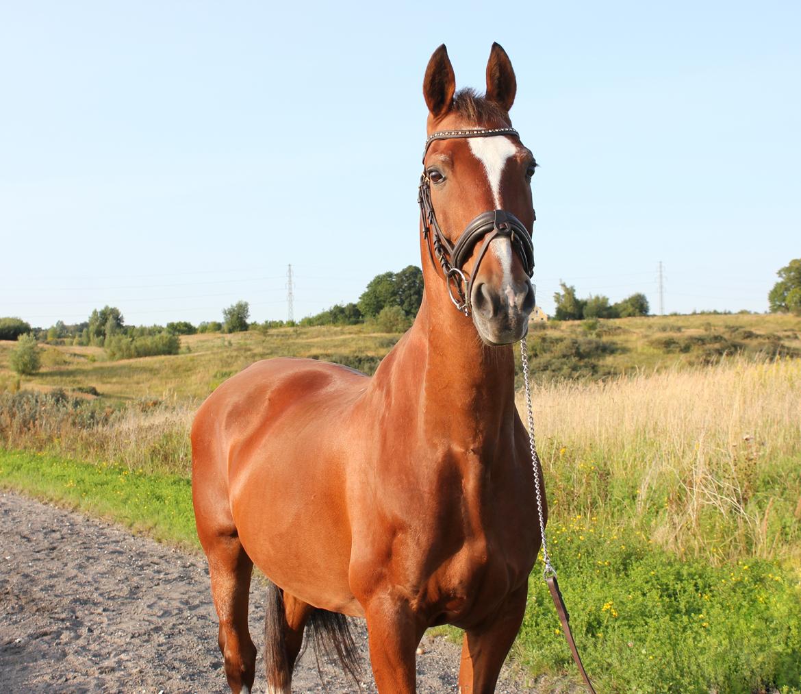 Gelderland Bongo billede 13