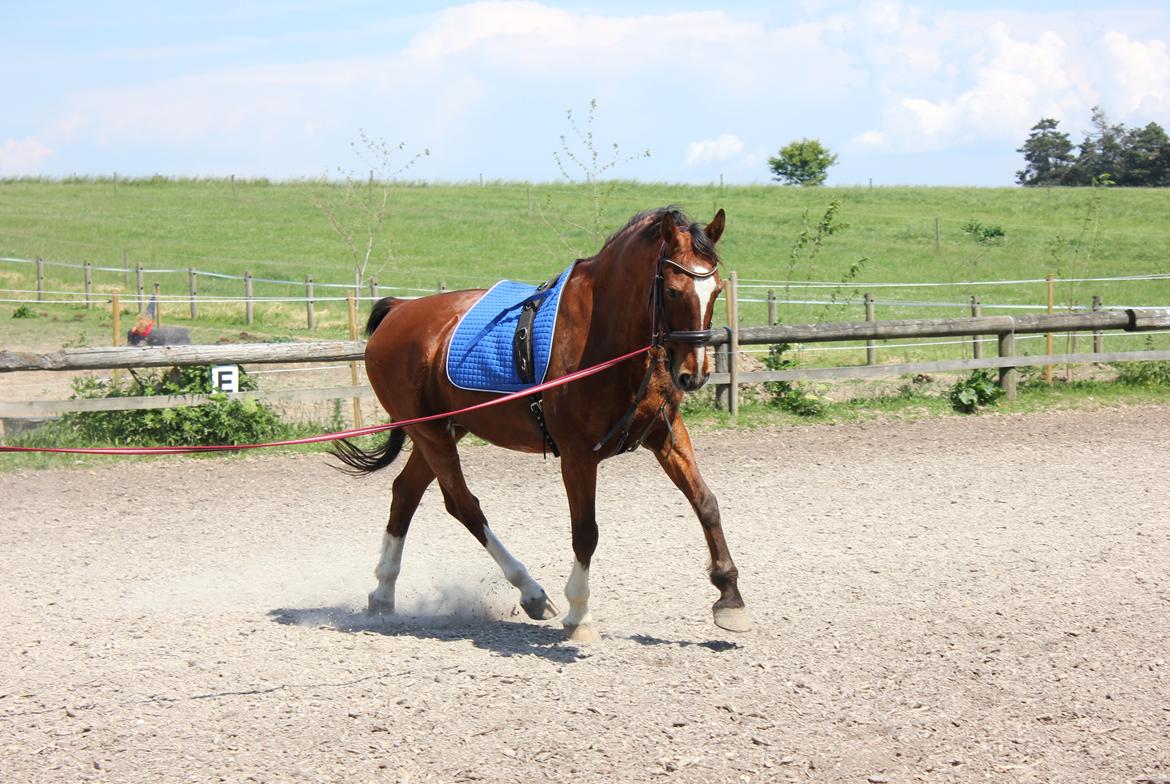 Gelderland Bongo billede 19