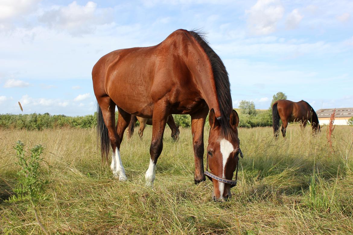 Gelderland Bongo billede 18