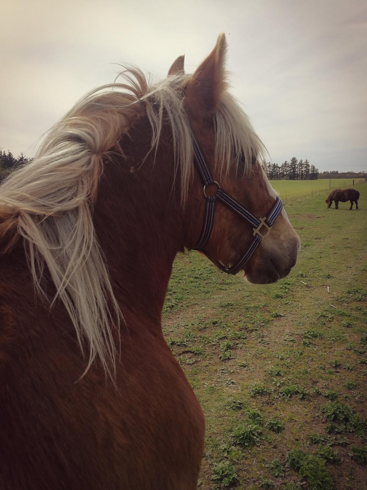 Jyde Triton Tindbæklund billede 15