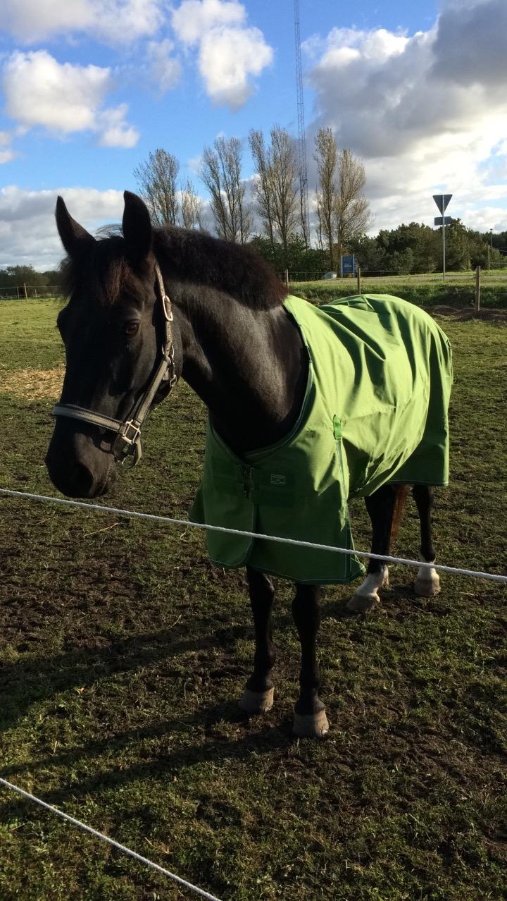 Anden særlig race Egekjaers Casmir billede 9